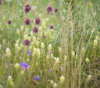 Цветущие луга