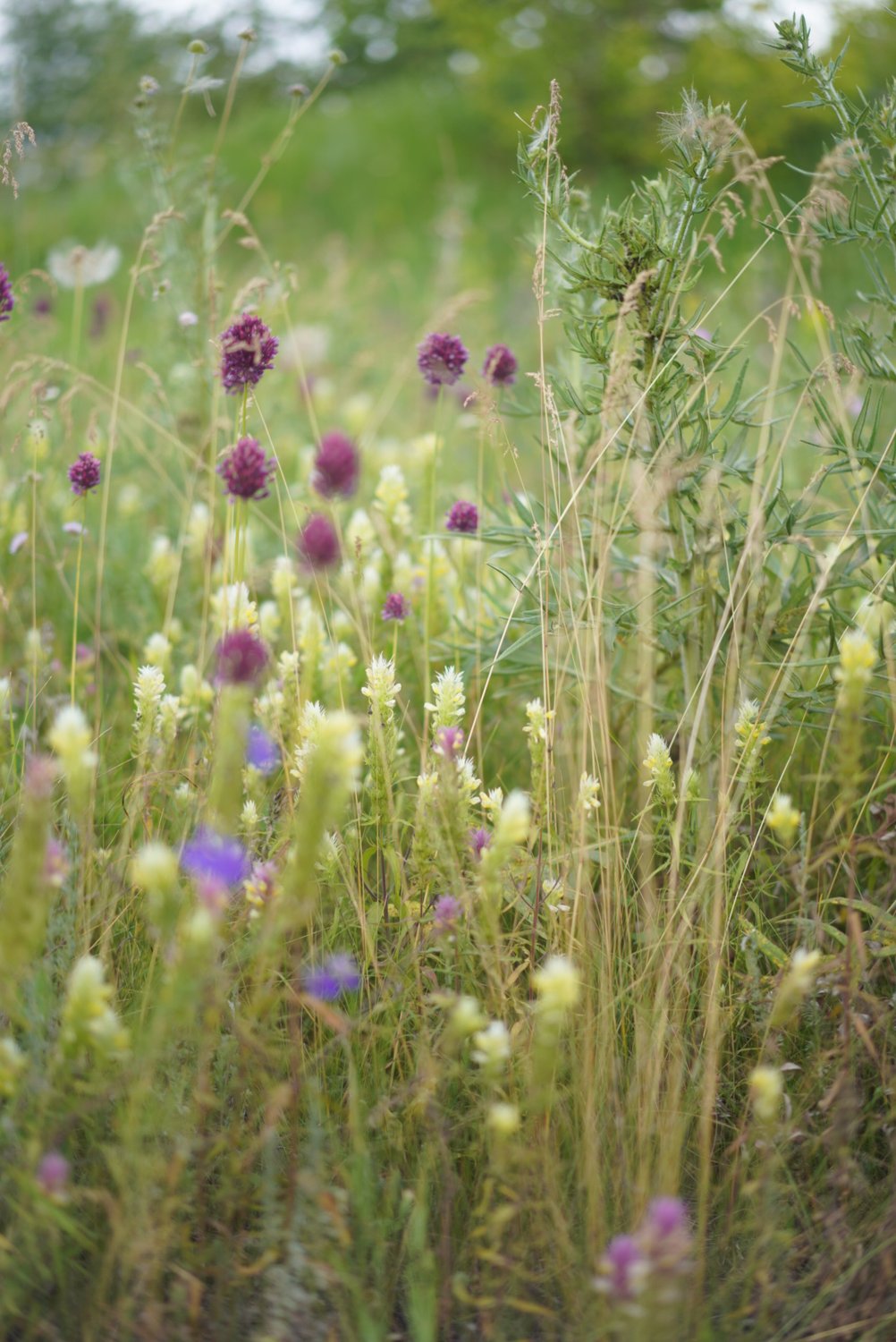 Цветущие луга