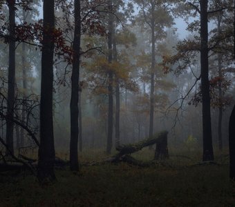 Утро в дубовой роще