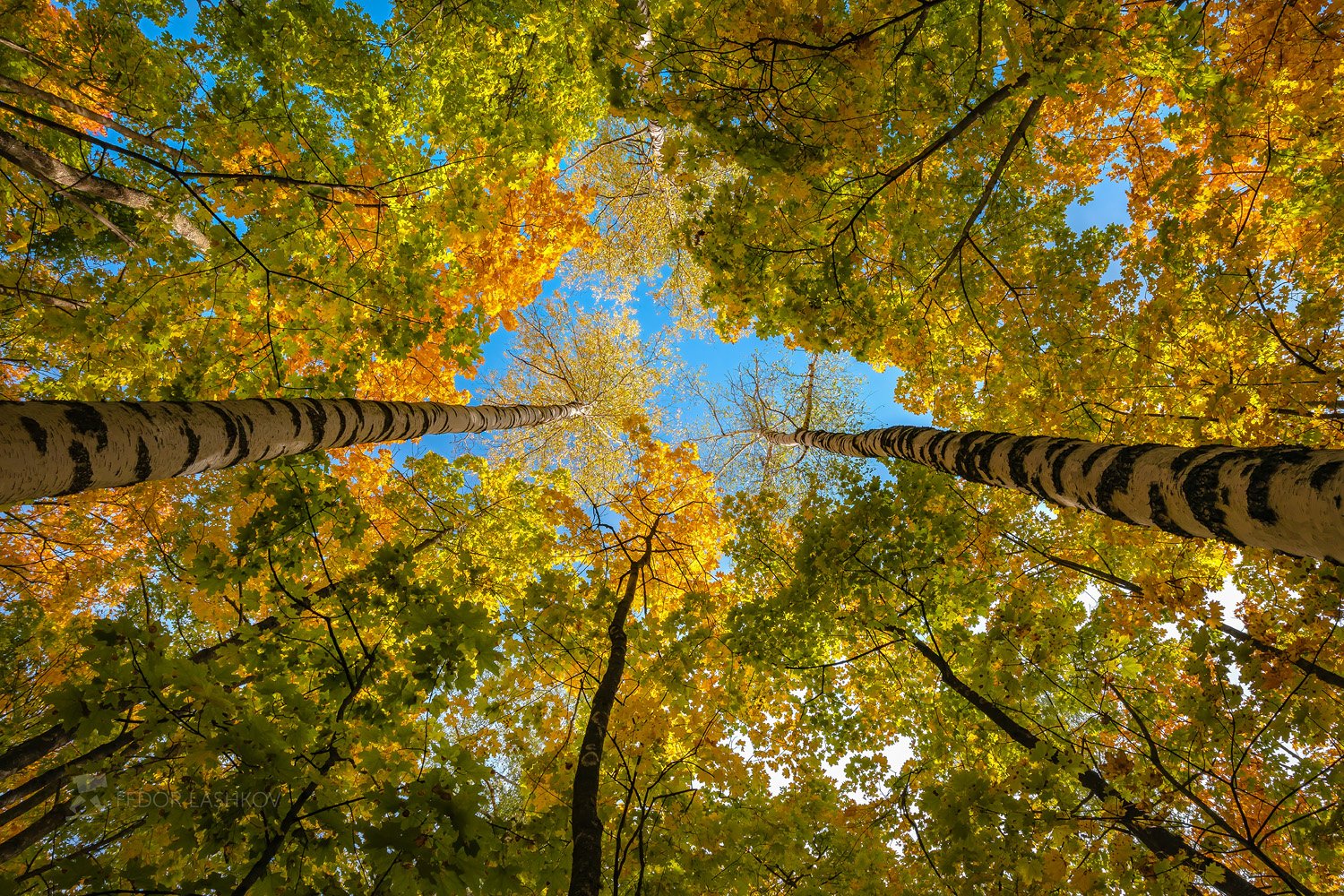 Осенние узоры леса
