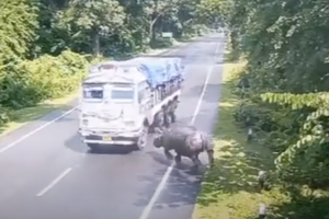 В Индии носорог выбежал на трассу и врезался в грузовик