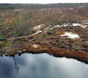 Болотная перспектива