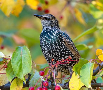 орденоносец