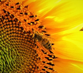 Пчёлка на подсолнухе