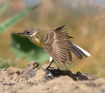 Утренняя гимнастика