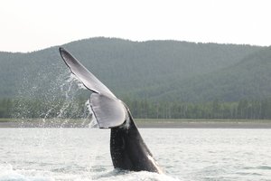 Сибиряки взяли под защиту гренландских китов