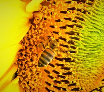 Яркость цветов