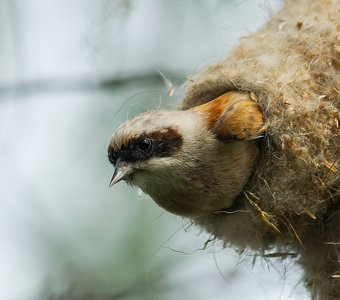 Мой дом - моя крепость