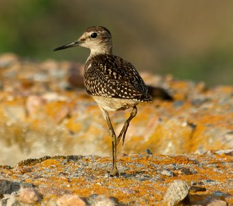 Неделя птичьей моды в Кирилловке