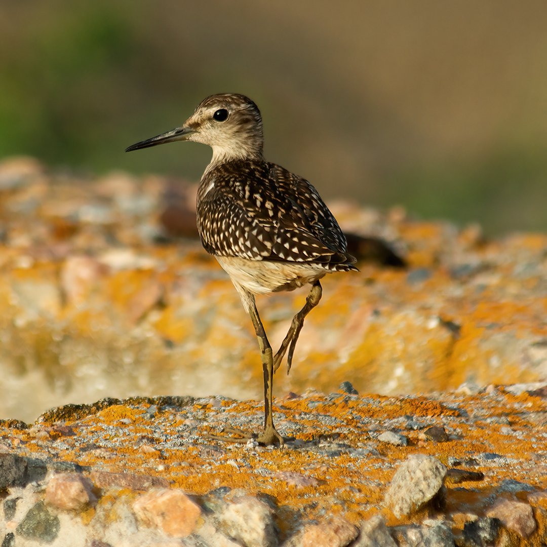 Неделя птичьей моды в Кирилловке
