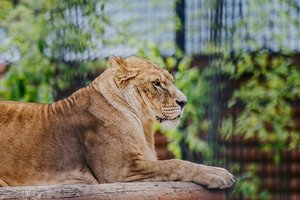 В российском зоопарке застрелили львицу после нападения на сотрудницу