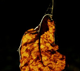 Осенний лист в лучах солнца