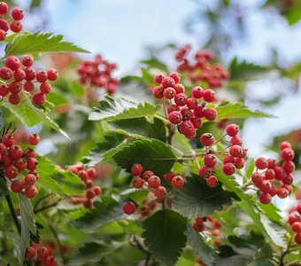 Рябина в сентябре