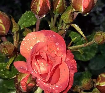 мокрая красавица