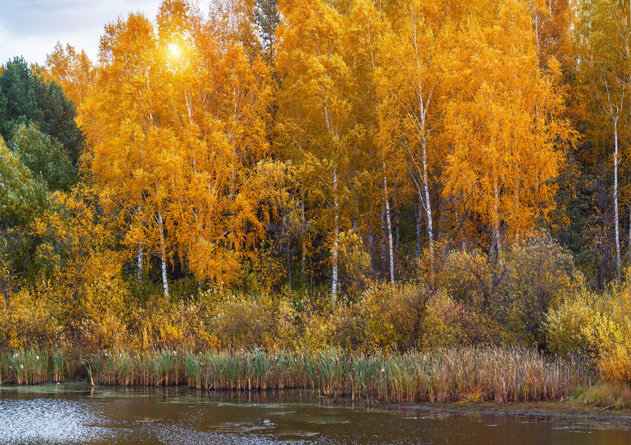 Краски осени