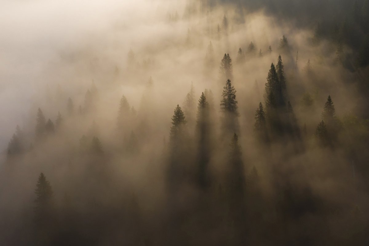 Лес с высоты птичьего полета в тумане
