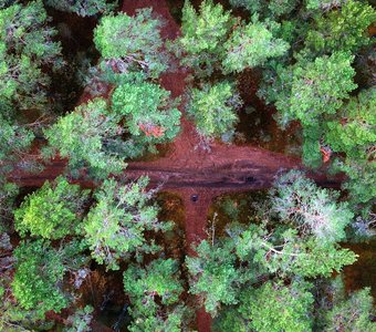 Лесной перекресток