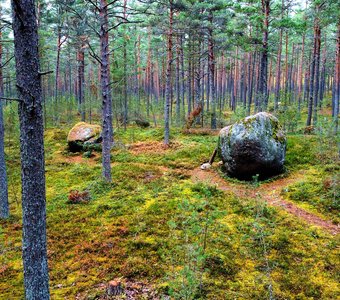И на камнях растут деревья