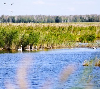 Лебеди кликуны на озере в дикой природе.