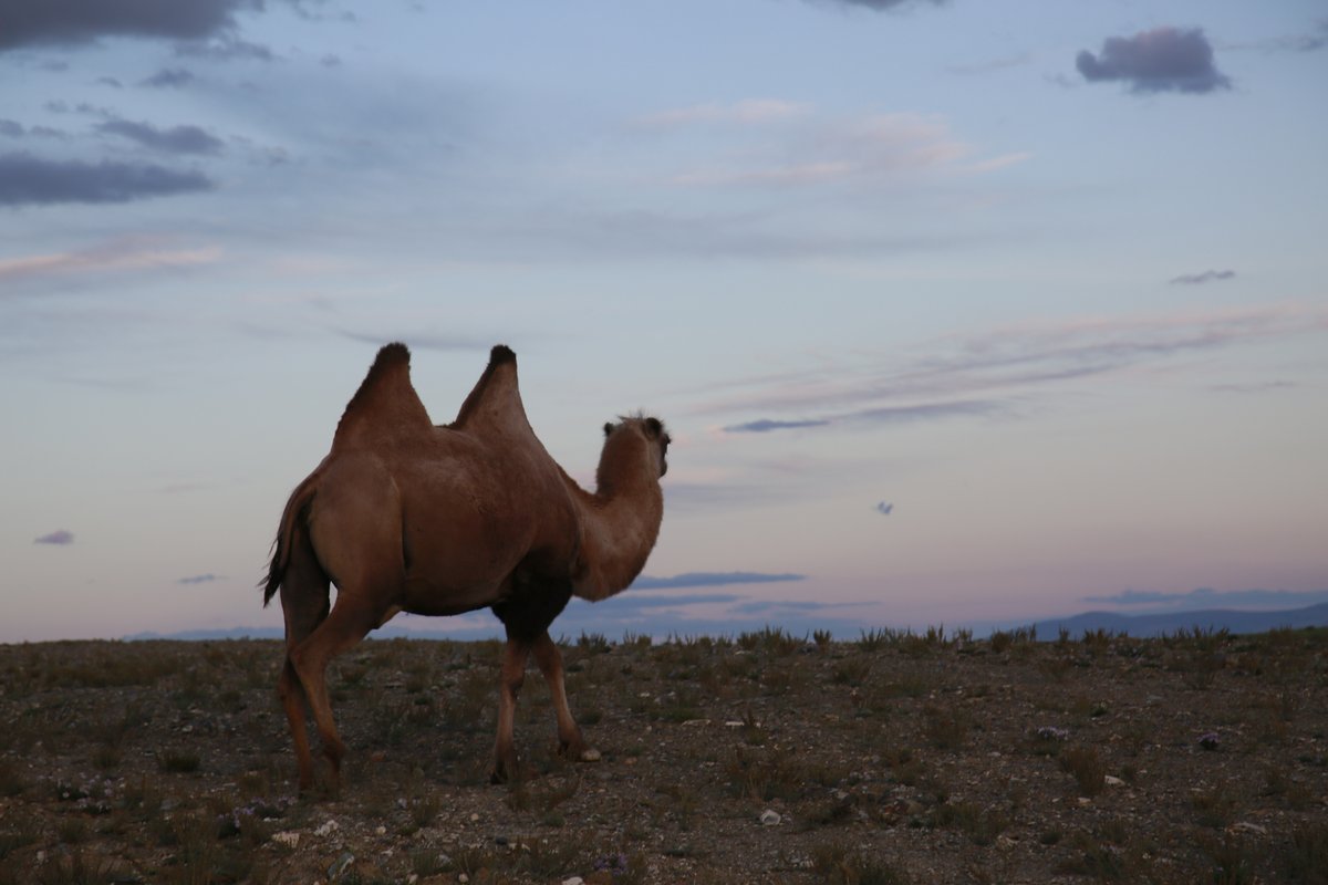 Кош агач горный алтай фото