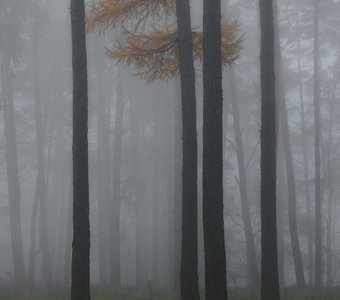 Ельник в тумане