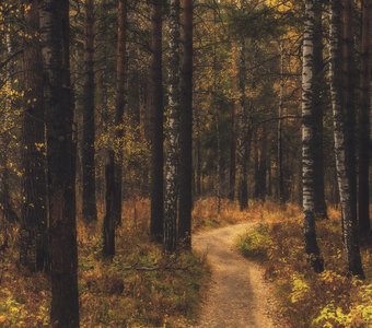 Лесная тропинка