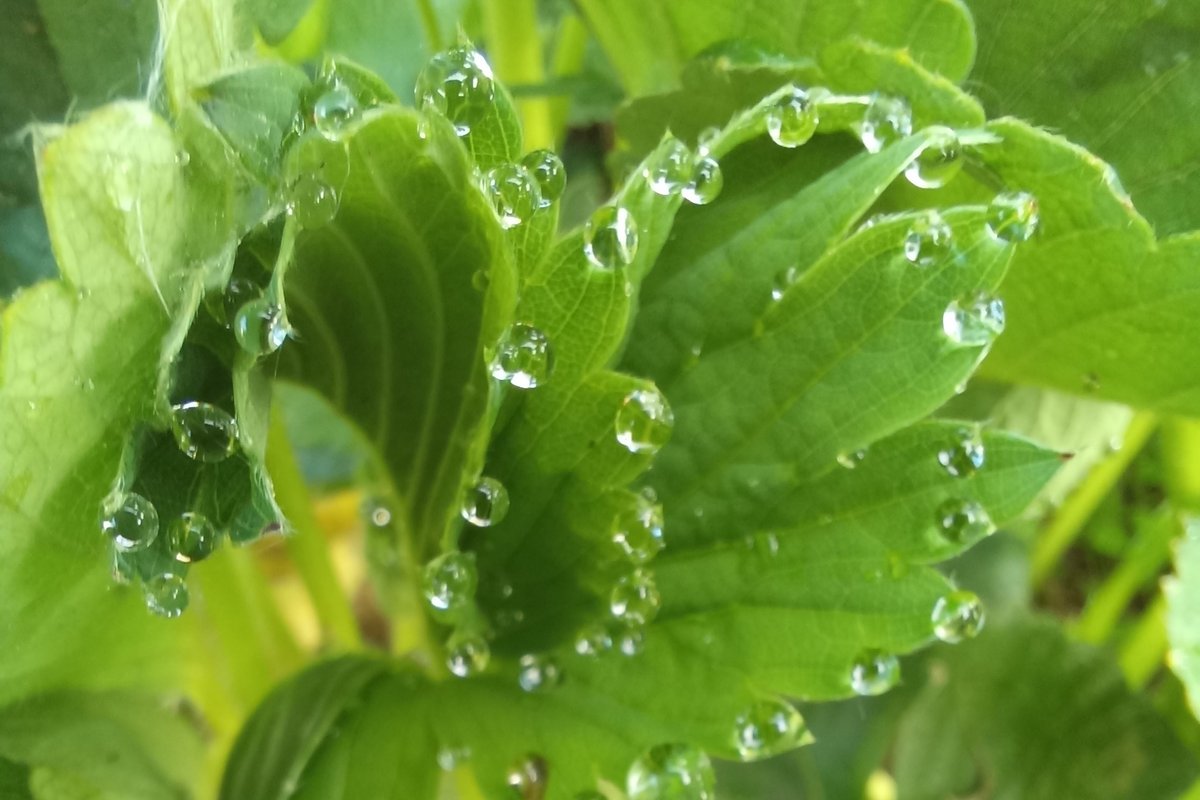 Росинки — Фото №1424110