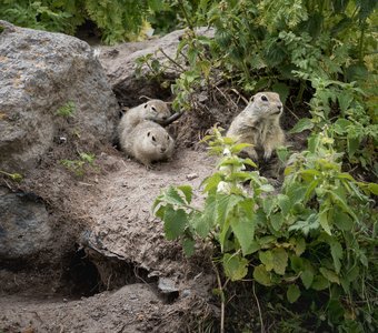 Семья сусликов