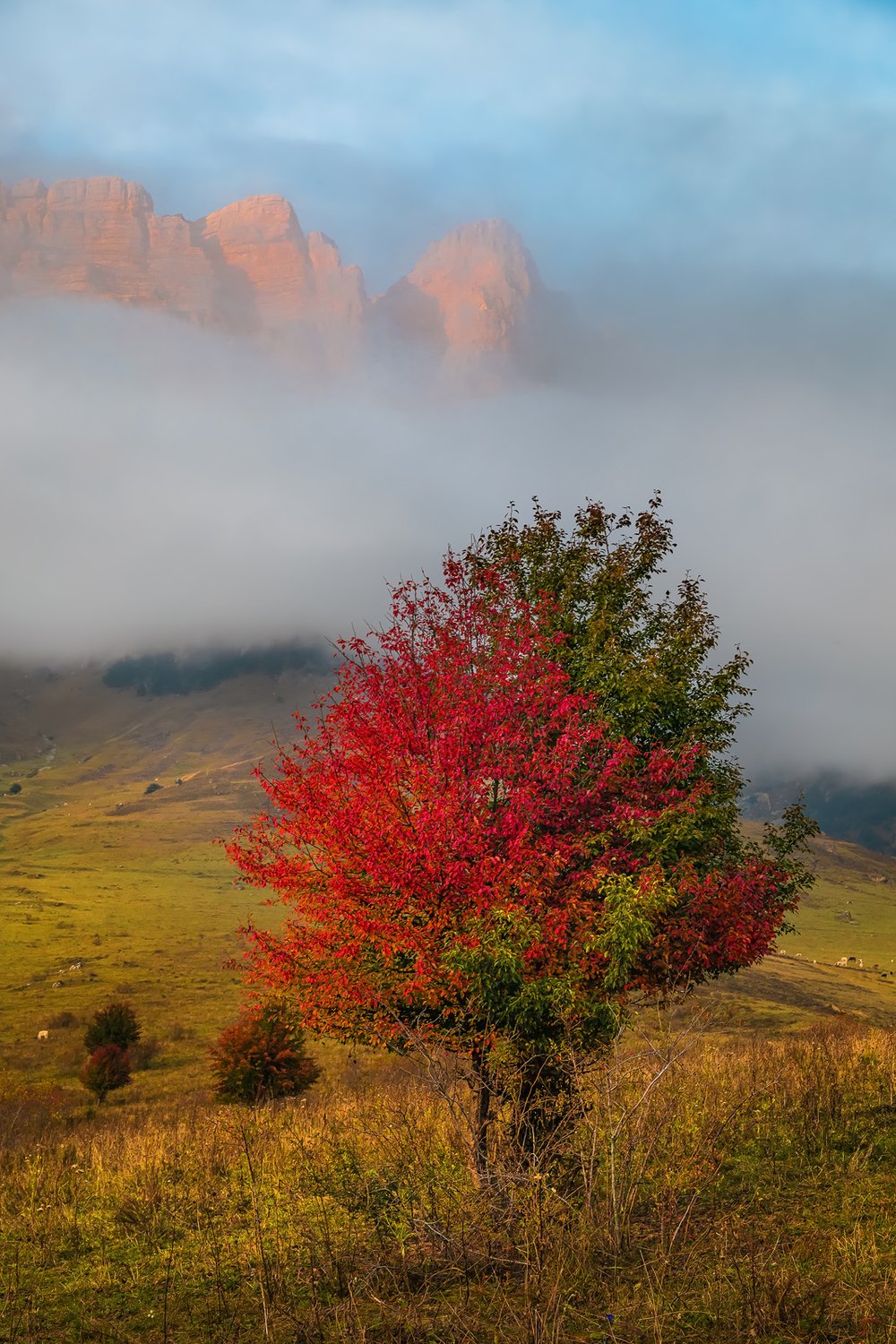Деревья в горах Кавказа