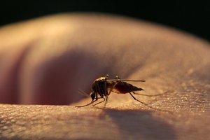 Почему некоторые люди становятся приманками для комаров