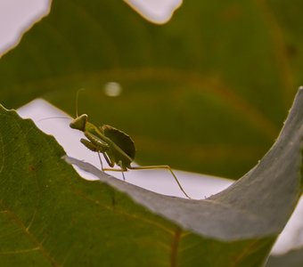 Богомол позирует)