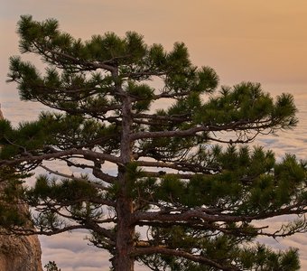 Выше облаков