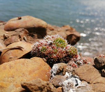 Жизнь пробьется