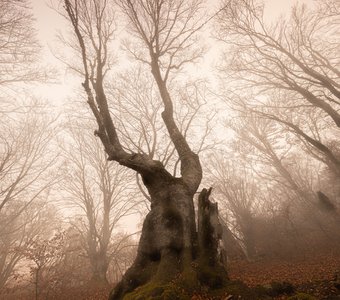 Туман в буковом лесу