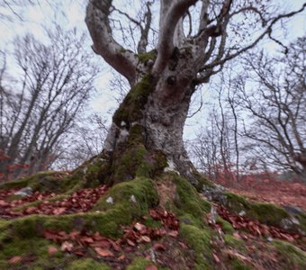 Буковое чудище