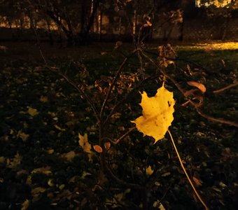 Жёлтый лист осенний...