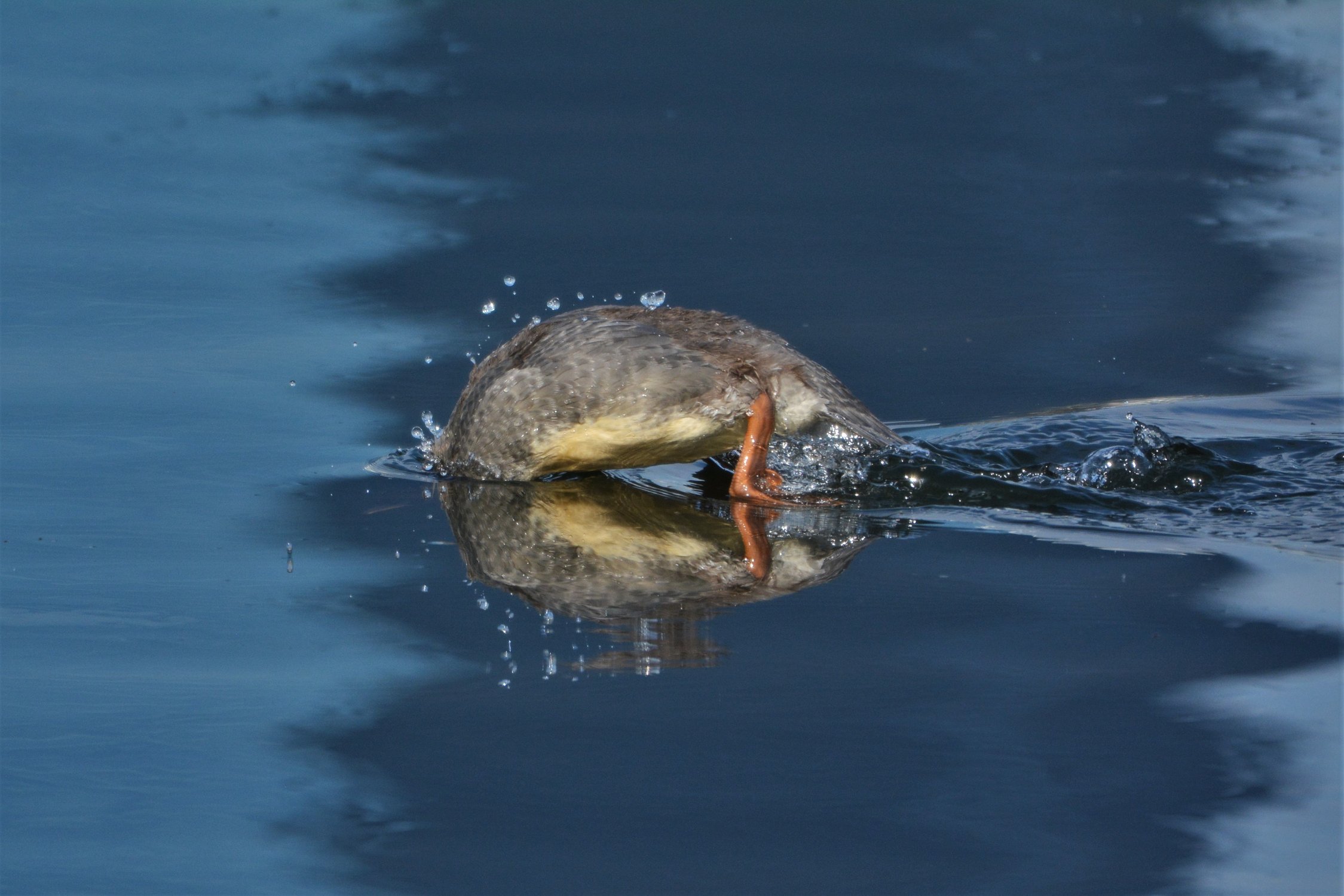 Синхронист — Фото №1424510