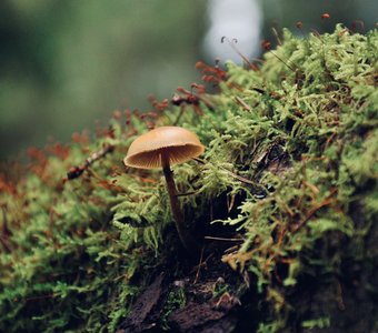 Лесные жители