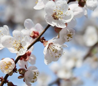 Весеннее цветение