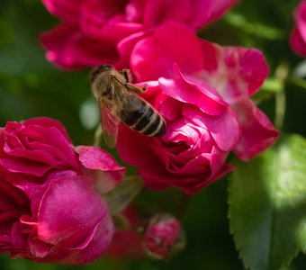 Пчела на розе
