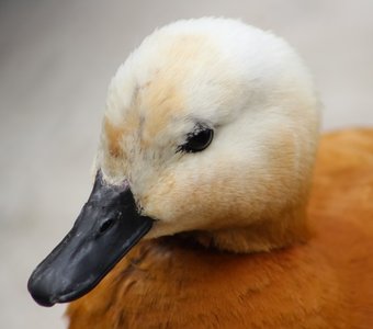 Апельсинка-мандаринка