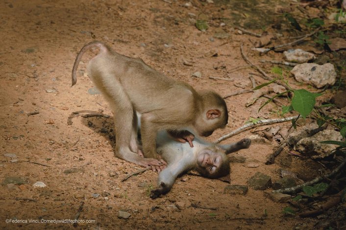 Фото: Federica Vinci/Comedy Wildlife Photo Awards 2022