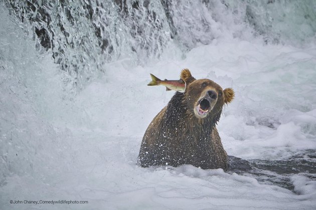 Фото: John Chaney/Comedy Wildlife Photo Awards 2022