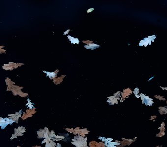 Листья на фоне звёздного неба