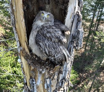 Самка дальневосточного рыбного филина