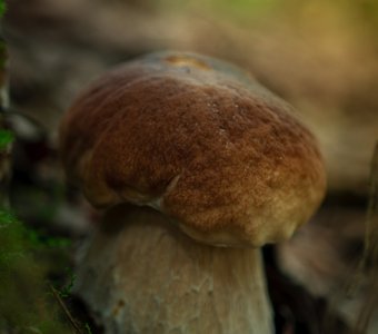 Царь грибов