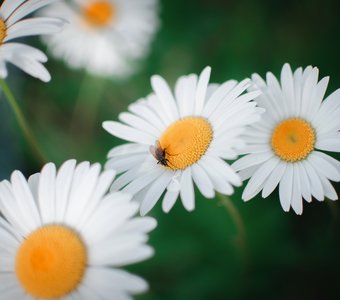 любит-не любит?