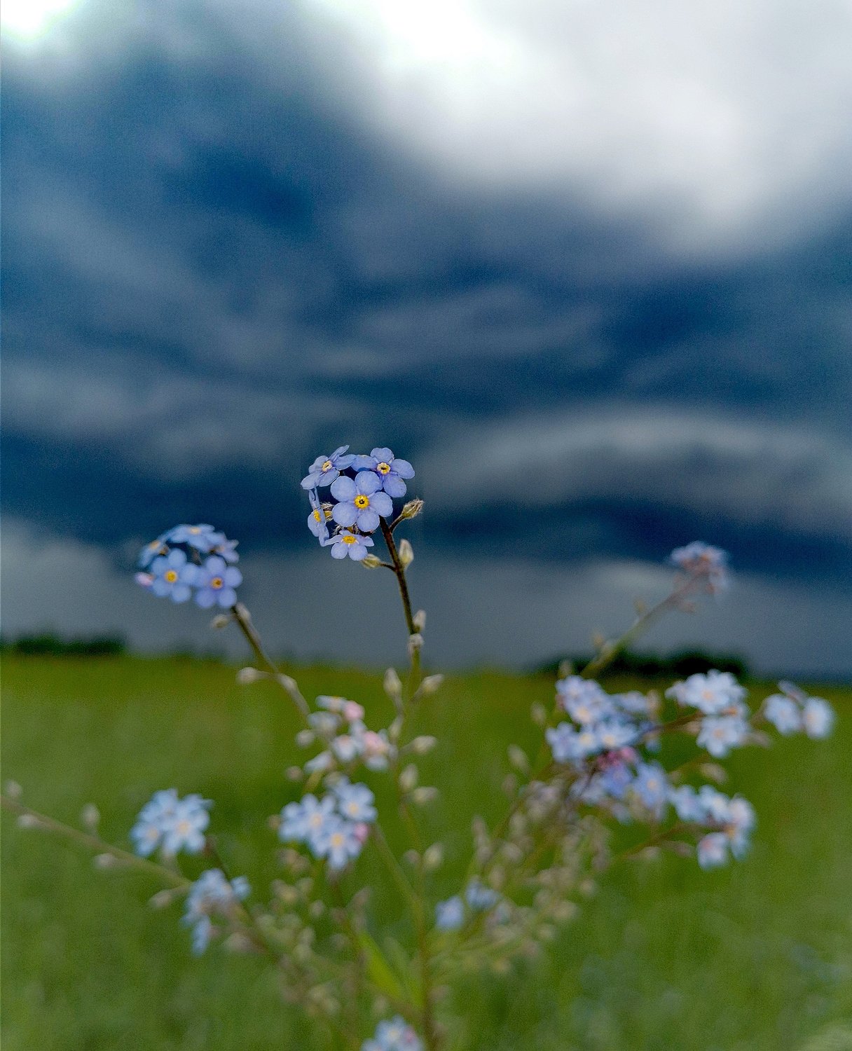 Пензенские цветы незабудки