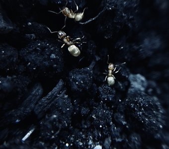 Золотые муравьи