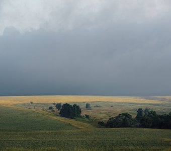 Подсолнуховое поле перед ненастьем